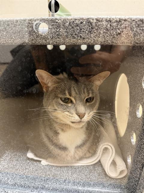 EVANGELINE - Domestic Short Hair for adoption in Nashville