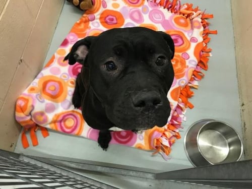 ROSE - Pit Bull Terrier available for adoption
