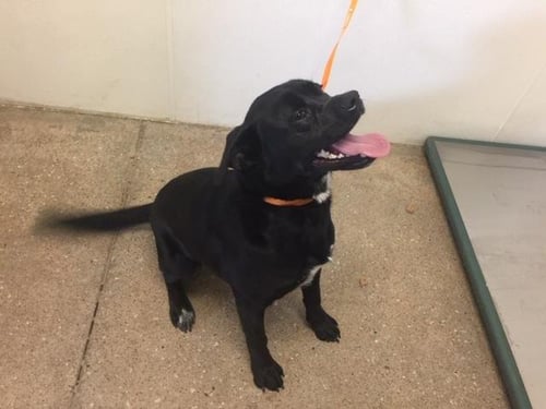 MAYA - Labrador Retriever available for adoption