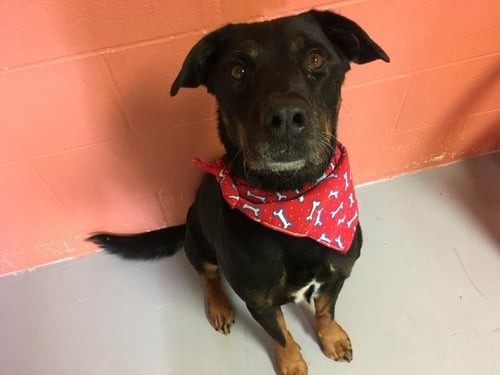 RANDY - Rottweiler available for adoption