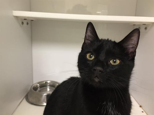 TINY - Domestic Short Hair available for adoption