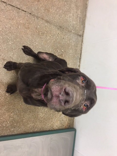 CHANCE - Labrador Retriever available for adoption