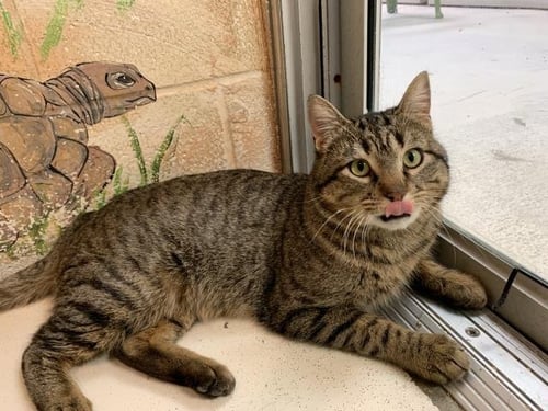 STEVE - Domestic Short Hair available for adoption