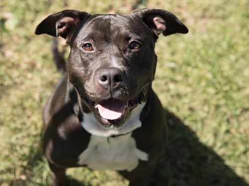 JETTA - Pit Bull Terrier available for adoption