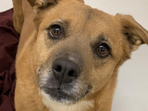 PIE - Chow Chow available for adoption