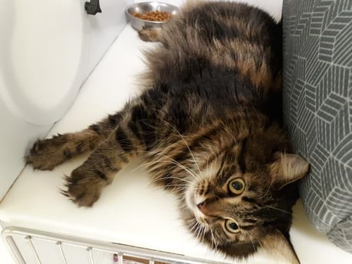 SWIRL - Domestic Long Hair available for adoption