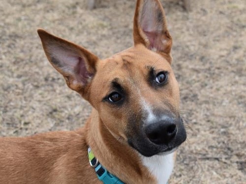 TY - Belgian Shepherd Malinois / Whippet available for adoption