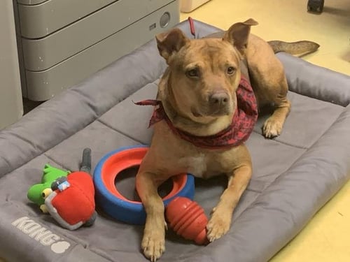 ELLIE - Pit Bull Terrier available for adoption