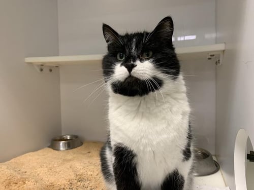 BANDIT - Domestic Short Hair available for adoption