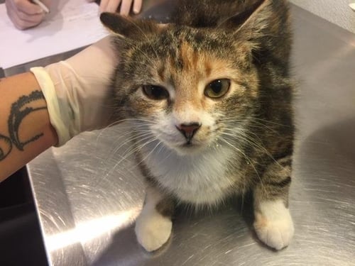 HORCHATA - Domestic Short Hair available for adoption