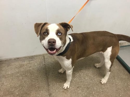 GARRETT - Akita available for adoption