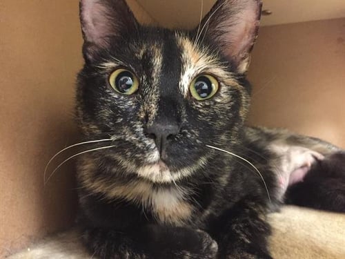 WHITNEY - Domestic Short Hair available for adoption
