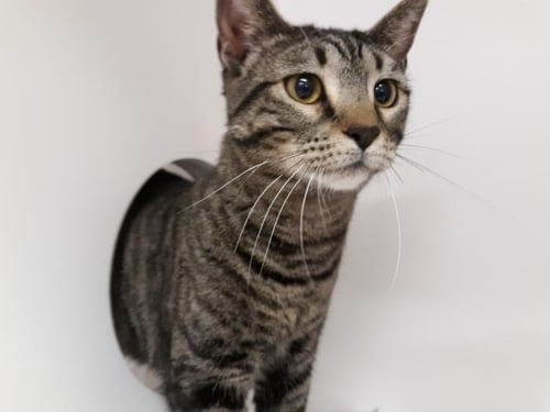 KIKI - Domestic Short Hair available for adoption