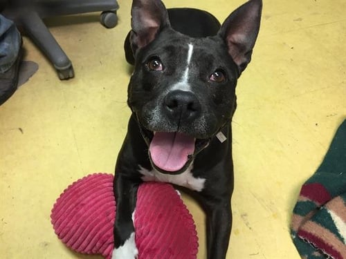 MAMA - Pit Bull Terrier available for adoption