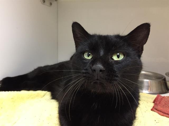 TOBIAS Image
