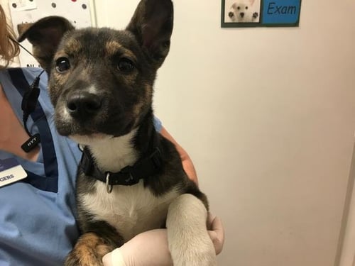 BLUE - German Shepherd Dog available for adoption