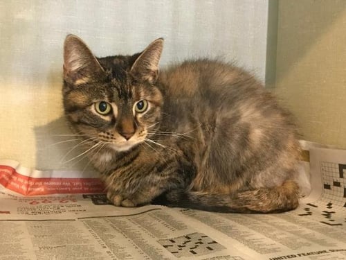 HENRIETTA - Domestic Short Hair available for adoption