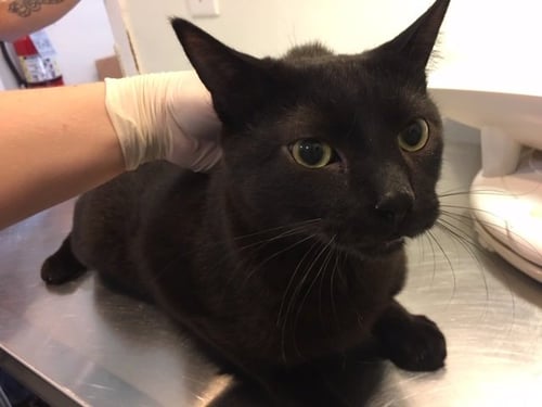 MARTYN - Domestic Short Hair available for adoption