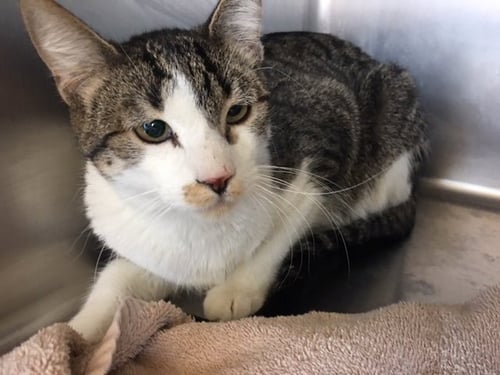 BROCK - Domestic Short Hair available for adoption