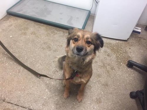 PEACHES - Border Collie available for adoption
