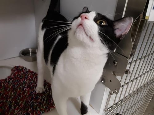 MILKSHAKE - Domestic Short Hair available for adoption
