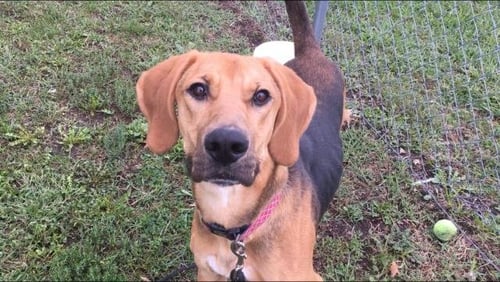 DUSTY - Treeing Walker Coonhound available for adoption