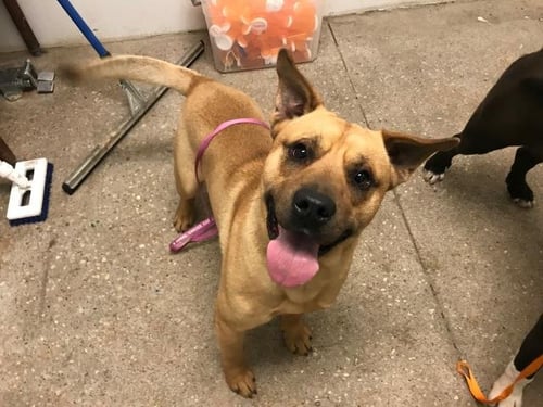 CARSON - Chow Chow available for adoption