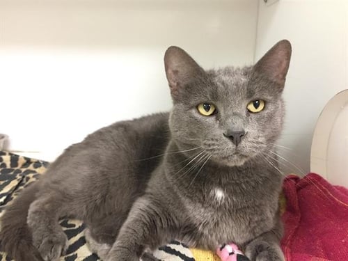 TOES - Domestic Short Hair available for adoption