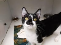 CINDER - Photo 1