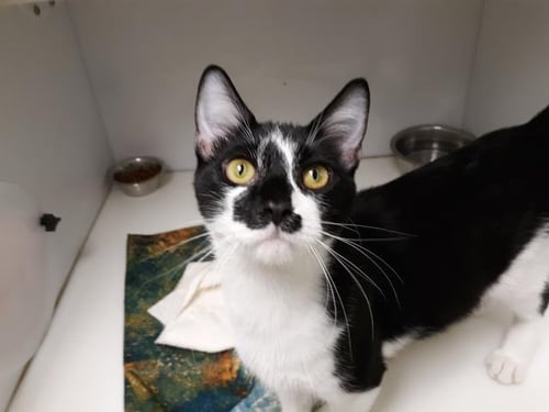 CINDER - Domestic Short Hair available for adoption