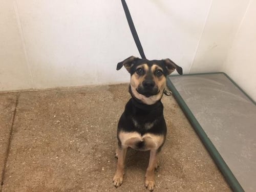 THEO - German Shepherd Dog available for adoption