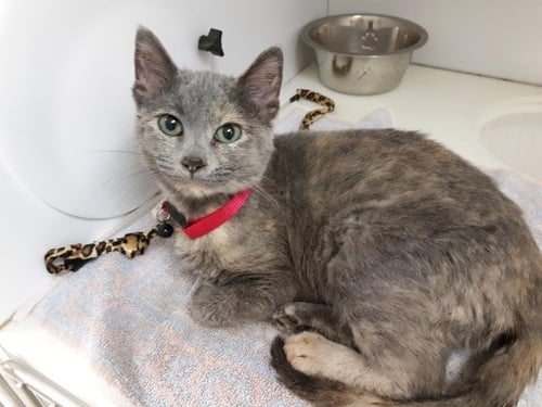 JUSTICE - Domestic Short Hair available for adoption