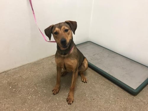 ARIANNA - Labrador Retriever available for adoption
