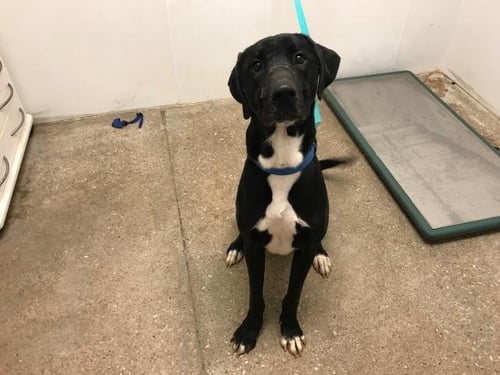 GOOFY - Labrador Retriever available for adoption