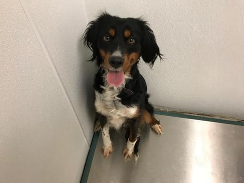 LOVE - Cocker Spaniel available for adoption
