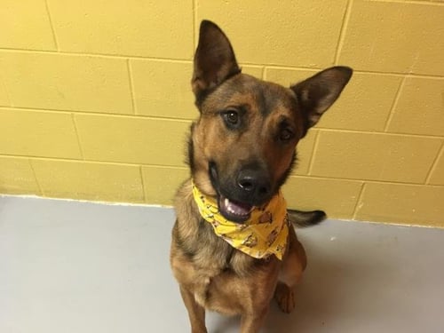 BISHOP - German Shepherd Dog available for adoption