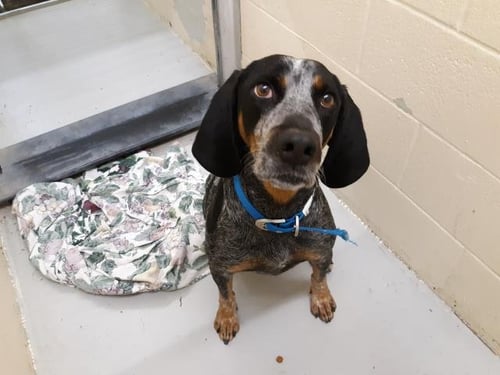 FRANK - Bluetick Coonhound available for adoption