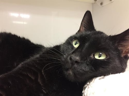 DAVID - Domestic Short Hair available for adoption