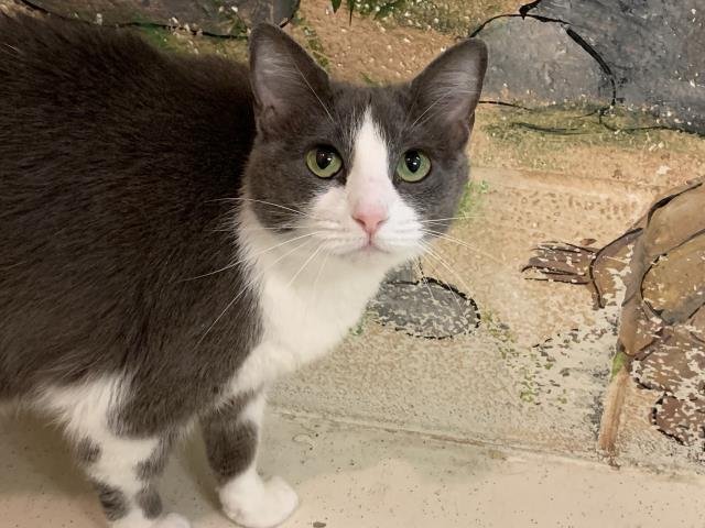 ABBY Image