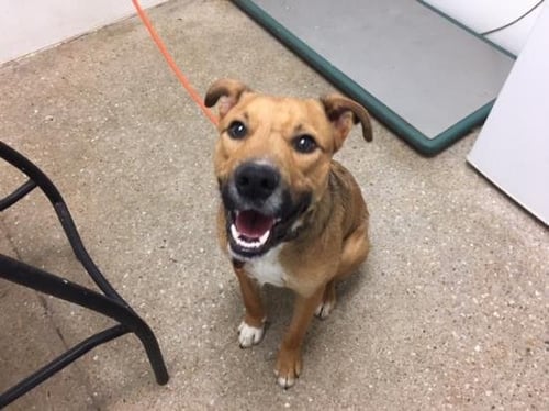 JORDAN - German Shepherd Dog available for adoption