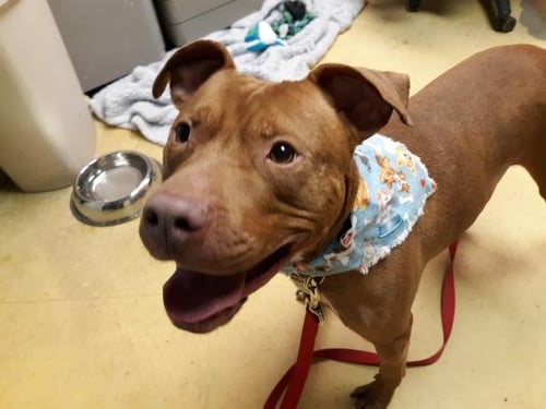 BECKETT - Pit Bull Terrier available for adoption