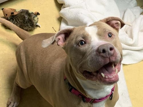 ATHENA - Pit Bull Terrier available for adoption