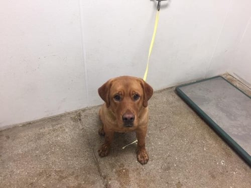 DENVER - Labrador Retriever available for adoption