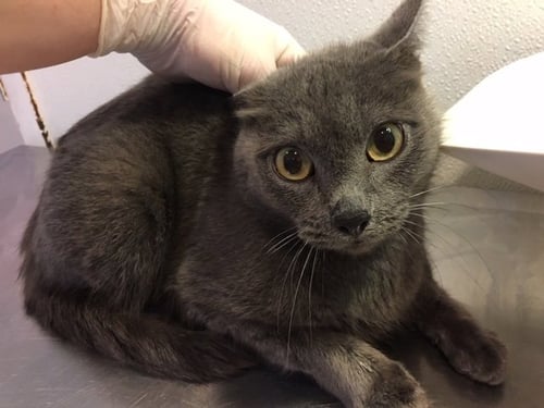 SIMONE - Domestic Short Hair available for adoption