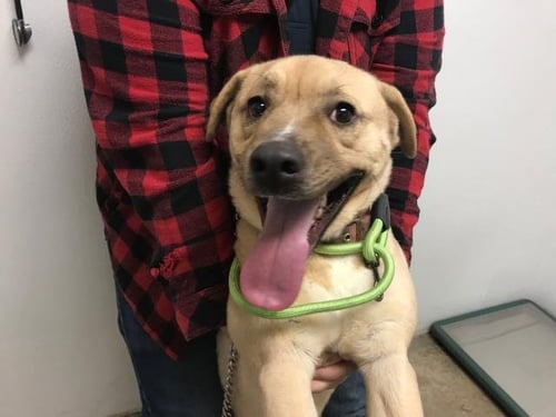 DIJON - Labrador Retriever available for adoption