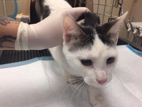 BETH - Domestic Short Hair available for adoption