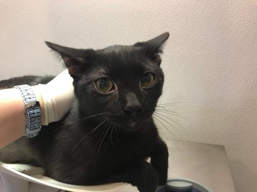 OWEN - Domestic Short Hair available for adoption