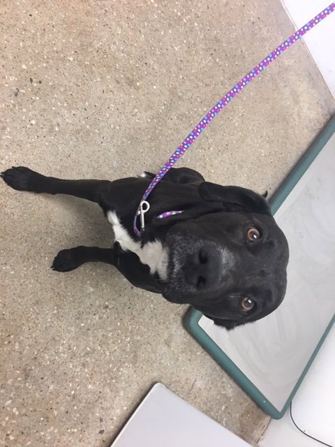 CINDY - Labrador Retriever available for adoption