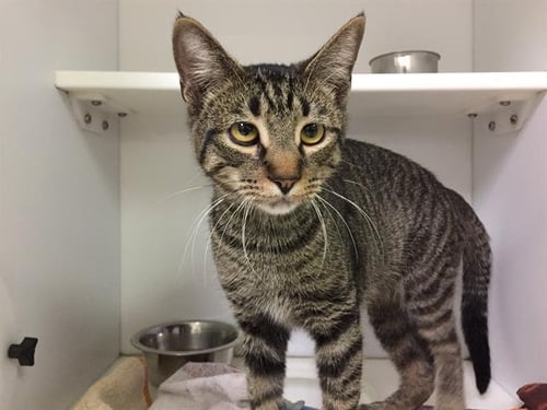 BOB - Domestic Short Hair available for adoption