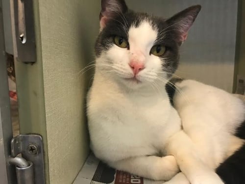 ETTA - Domestic Short Hair available for adoption